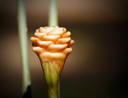 Ginger Flower